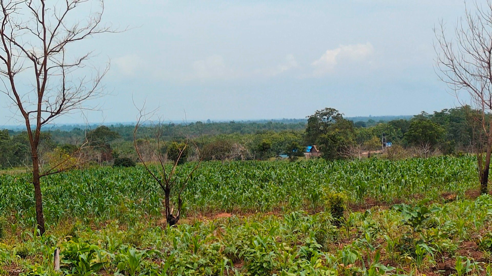 Cité du Vivant — Champs de maïs, Ouesse Bénin