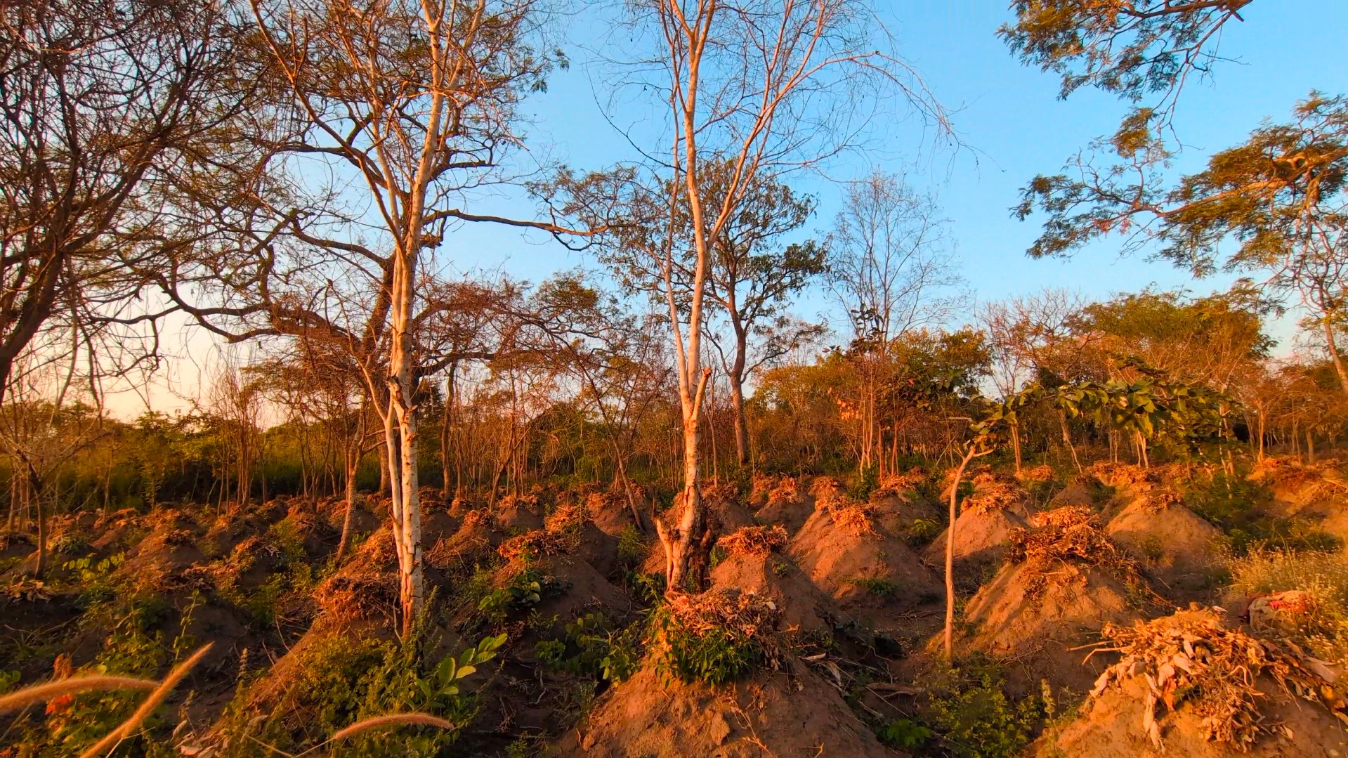 Terres labourées